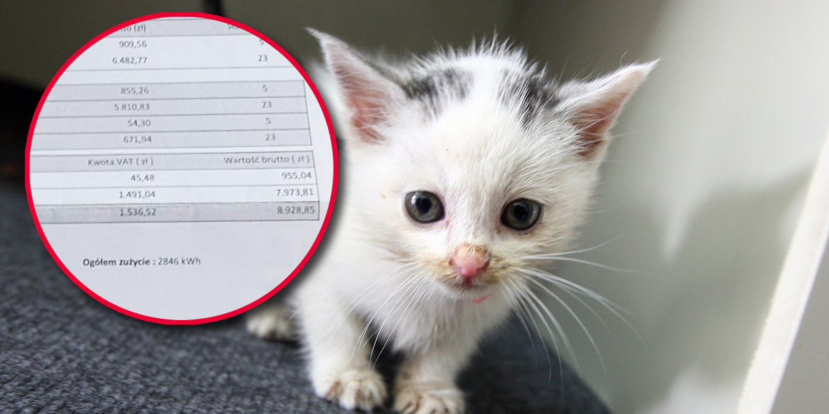 Fundacja ratująca koty zbiera na rachunek.