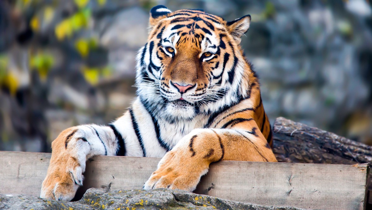 Od 1 lipca o dwa złote stanieją bilety do opolskiego ogrodu zoologicznego. Wszystko wskazuje też na to, że mieszkańcy po 65 roku życia, którzy mają wyrobioną kartę seniora, za wejście do zoo zapłacą jedynie złotówkę. Opolscy radni projektem uchwały w tej sprawie zajmą się jutro.