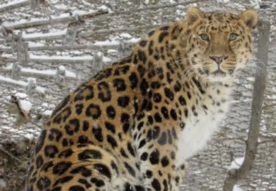 Zwierzęta z zoo w Ukrainie zagrożone głodem. Internauci ruszyli na pomoc