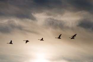 Czarny łabędź pandemii i biały łabędź brexitu