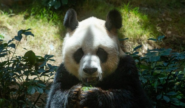 Džinovska panda An An