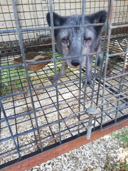 Interwencja na fermie lisów pod Pabianicami. Zwierzęta żyły w złych warunkach 