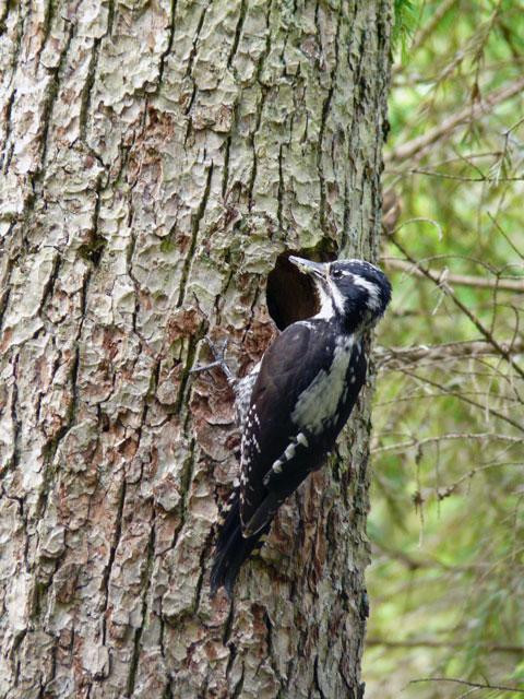 Galeria Polska - Puszcza Białowieska zagrożona?, obrazek 17