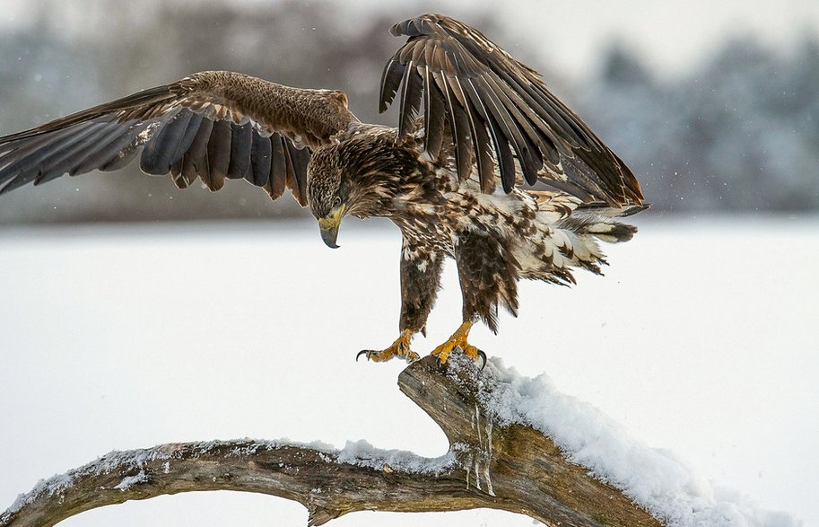 Bieliki na Pojezierzu Drawskim