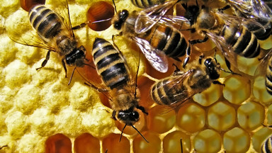Podkarpackie: pszczoły w dobrej kondycji przetrwały zimę