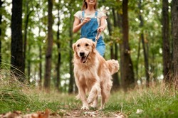 5000 złotych mandatu za spacer z psem. Nie wszędzie można zabrać pupila bezkarnie