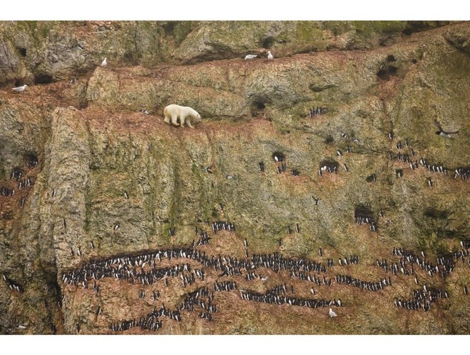Niedźwiedź polarny w poszukiwaniu ptasich jaj - pierwsza nagroda w kategorii 'Natura' - zdjęcie pojedyncze, autor: Jenny E. Ross
