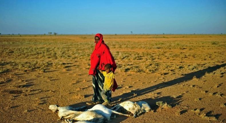 People pass dead goats near Dhahar in Puntland, northeastern Somalia, in December 2016