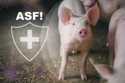 Wielkopolskie: Ognisko ASF w powiecie gnieźnieńskim