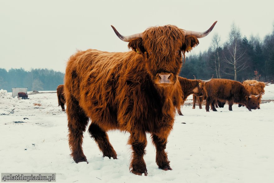 Highland Cattle