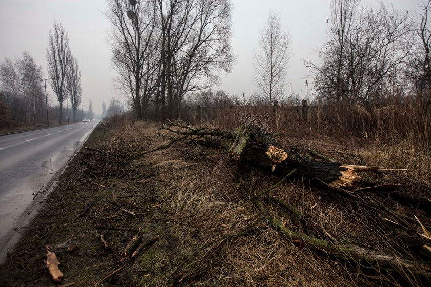 Wycięte drzewa przy ul. Kujawskiej