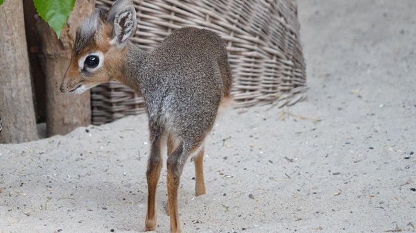 Młody dikdik jest śliczny