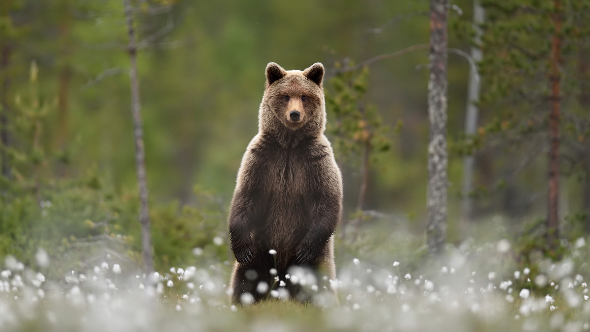 Zakopane: Niedźwiedzie schodzą z Tatr. Obrożowanie utrudniła pandemia