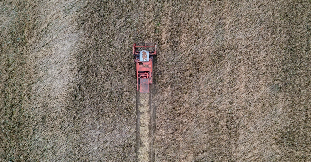 "Czegoś takiego chyba jeszcze nie było". Rekordowe żniwa zaskoczyły rolników