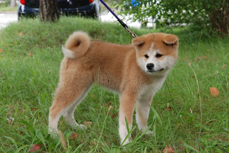 Smatra se da će štete akita inu doprineti jačanju odnosa Rusije i Japana