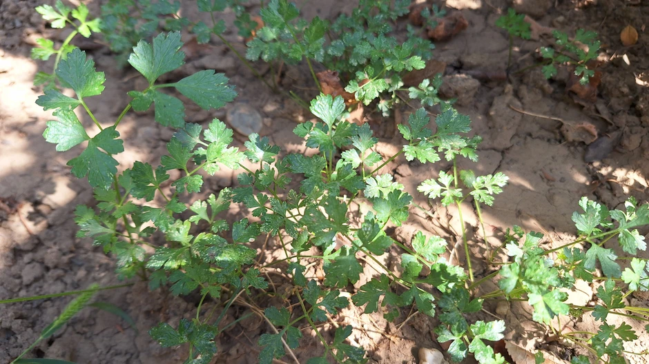 Peršun sadrži moćne antioksidante koji sprečavaju oštećenje ćelija slobodnim radikalima
