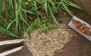 Marihuana prawdopodobnie bardziej szkodzi klimatowi niż kawa i piwo [BADANIE]