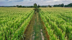 Wojna na Ukrainie i ceny żywności. Świat otrzyma mocny cios, kto ucierpi najbardziej?