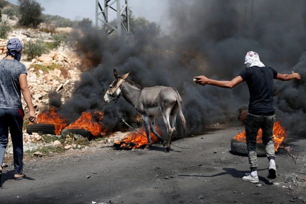 Palestinian protesters try to push a donkey away from the scene of clashes with Israeli troops follo