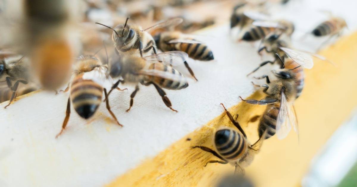Pszczoły zaatakowały ludzi we Francji. Jedna z ofiar musiała być reanimowana