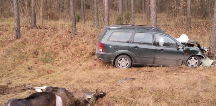 Zderzyła się z łosiem. Miała szczęście. Żyje!