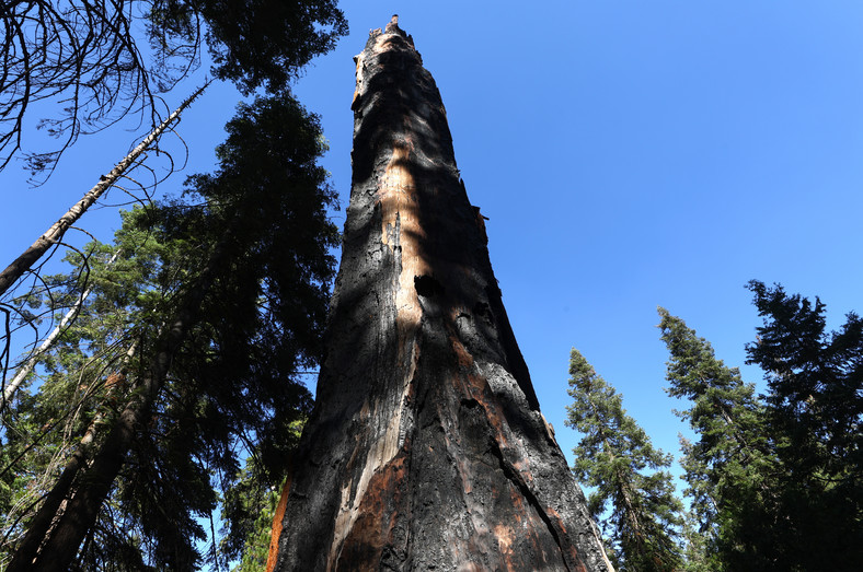 Spalona w 2022 r. w kalifornijskim parku narodowym sekwoja, najwyższy gatunek drzewa na świecie