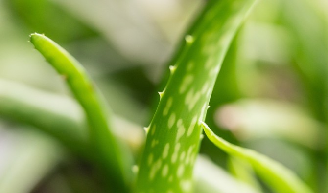 List aloe vere