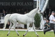 Pride of Poland konie arabskie Janów Podlaski Michałów