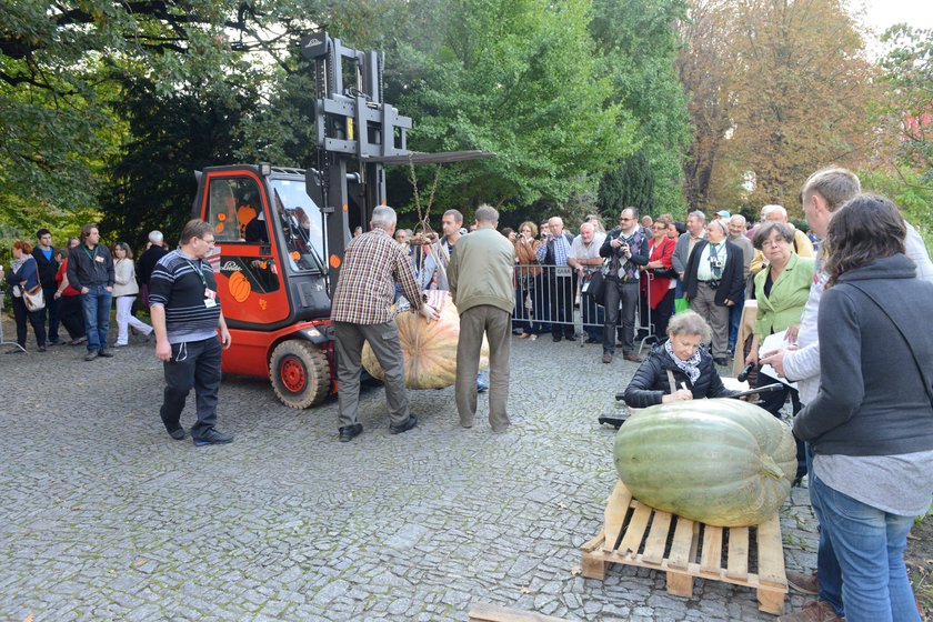 Ważenie dyni w Ogrodzie Botanicznym we Wrocławiu