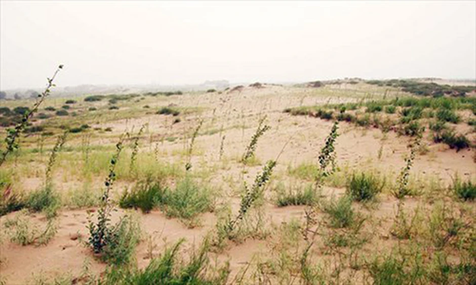 Pustinja  pre pošumljavanja