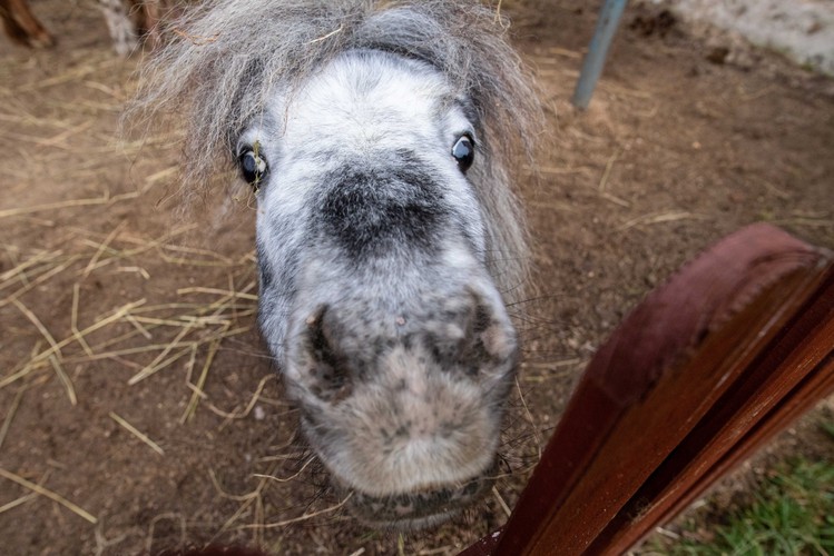 Bombel - najmniejszy koń świata