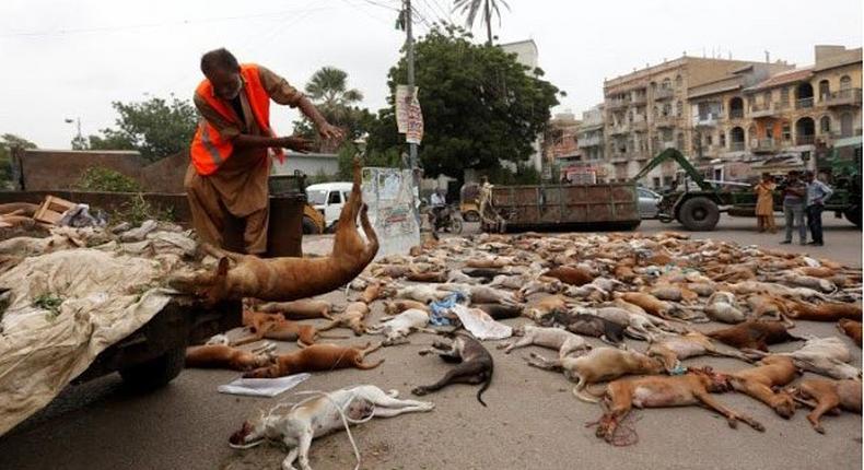 Over 800 stray dogs poisoned in Karachi, Pakistan