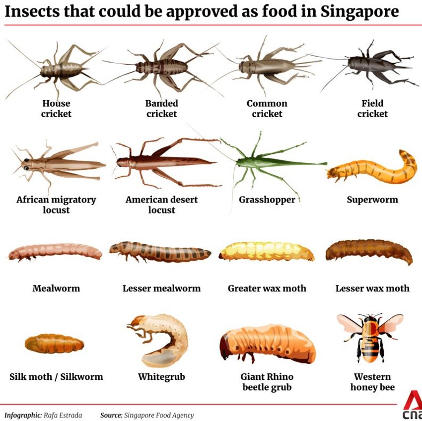 Insekti koji će se uskoro naći na trpezama u Singapuru