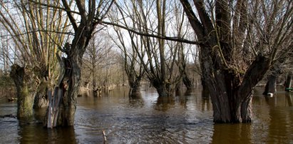 Rośnie poziom wody. Grozi nam powódź?