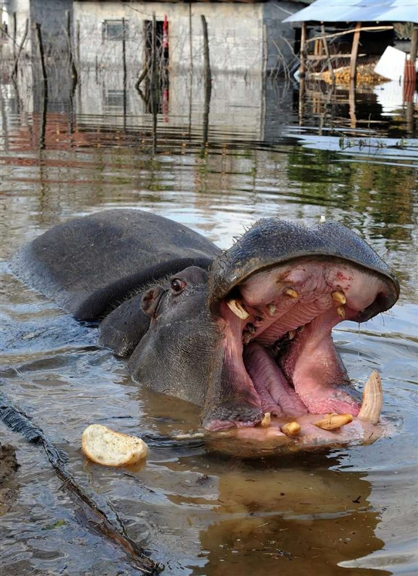 Bestia na wolności! Przez powódź! FOTO