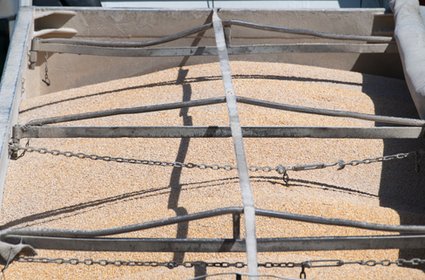 Ukraina eksportuje najwięcej zboża od dwóch lat