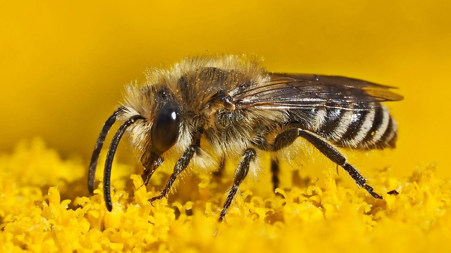 Jak zaprosić pszczoły do ogrodu?