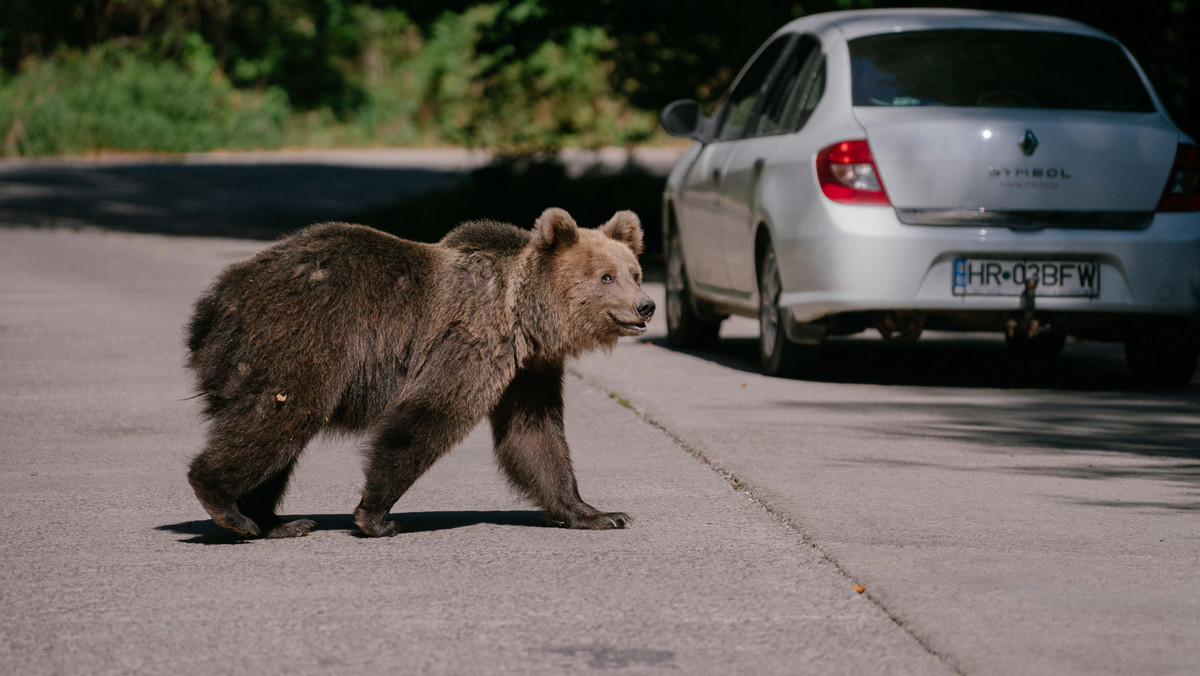 Rosnąca populacja niedźwiedzi w Rumunii powoduje problemy