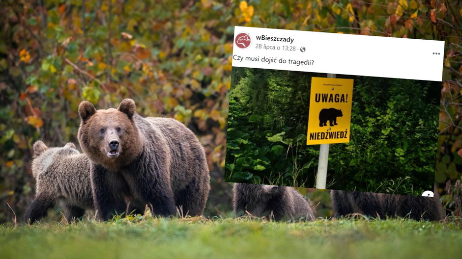 Niedźwiedzie coraz częściej wchodzą na teren bieszczadzkich miejscowości (screen: Facebook/wbieszczady)