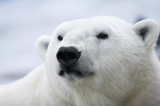 Niedźwiedź polarny, fot. Tatiana Belova