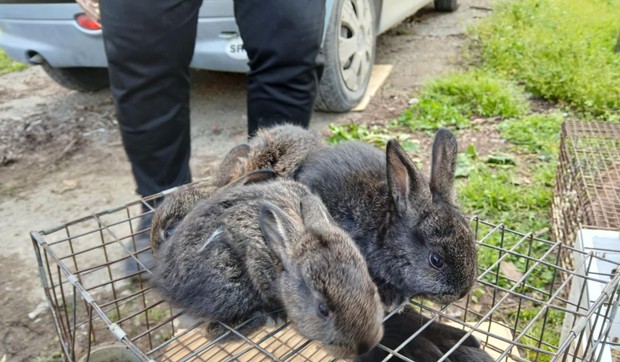 Zečevi orijači iz okoline Bujanovaca