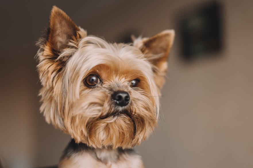 Yorkshire terrier - vell/stock.adobe.com