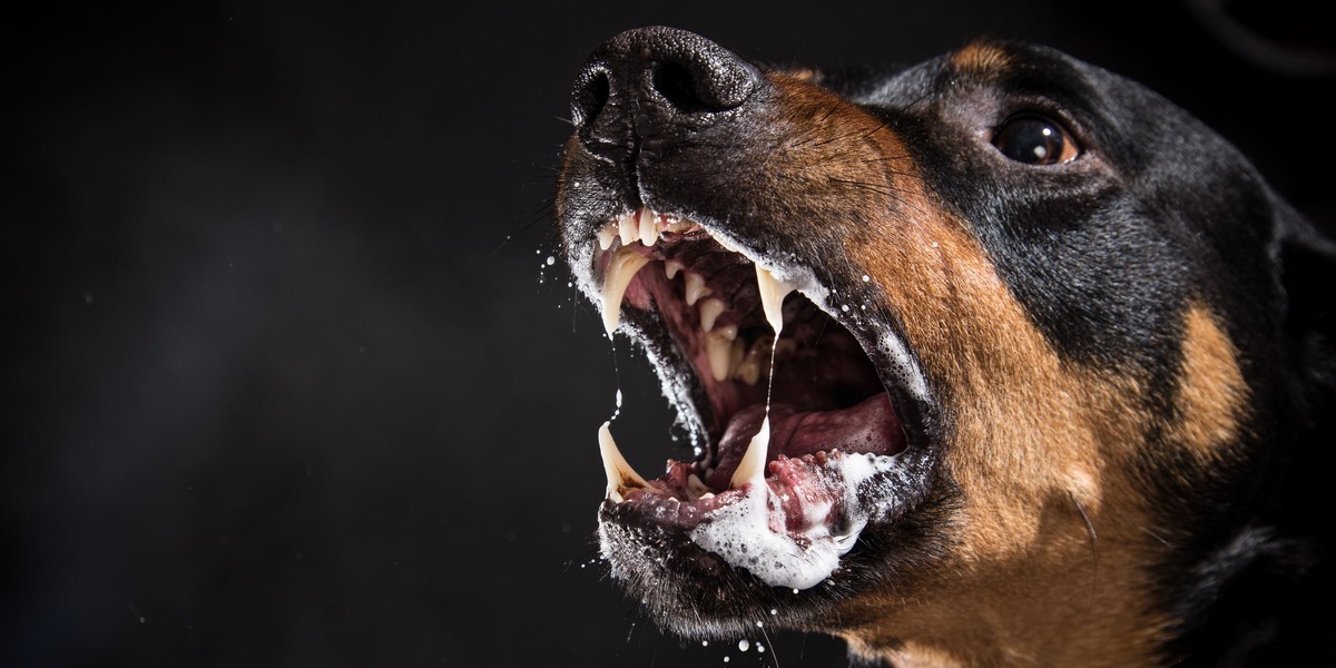 Rottweilery zaatakowały na Mazowszu. Mężczyzna w ciężkim stanie przebywa w szpitalu.