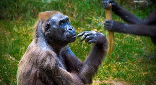 Plotkuję, więc jestem. Skąd się wziął język?