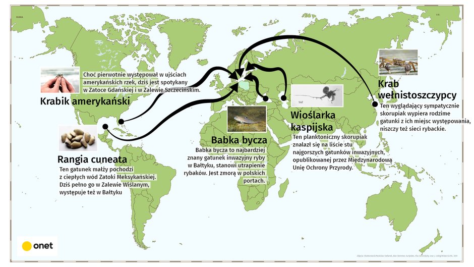 Gatunki obce w Bałtyku