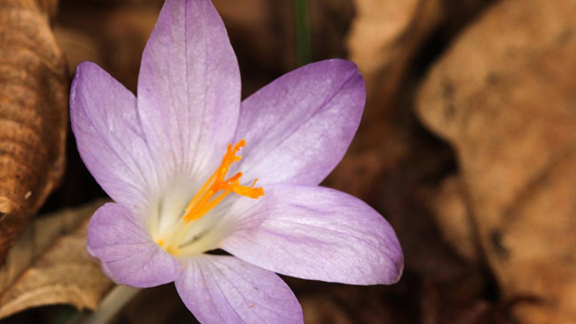 Na Fruškoj gori otkrivena nova vrsta cveta i nije baš sve tako sivo