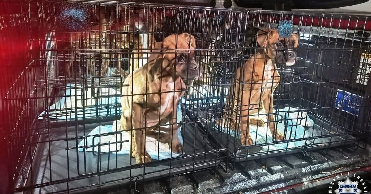 Horror bokserów w hodowli pod Kielcami to nie wszystko. Właściciel z kolejnymi zarzutami