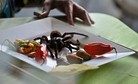 VENEZUELA - GASTRONOMY - MENDEZ - SPIDER