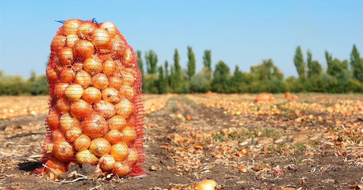 Szał na samozbiory. Ktoś wywęszył okazję, takie telefony do rolników