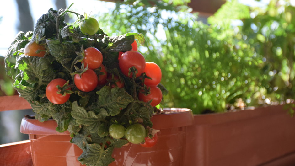 Sadzenie pomidorów w domu jest proste i bardzo satysfakcjonujące
